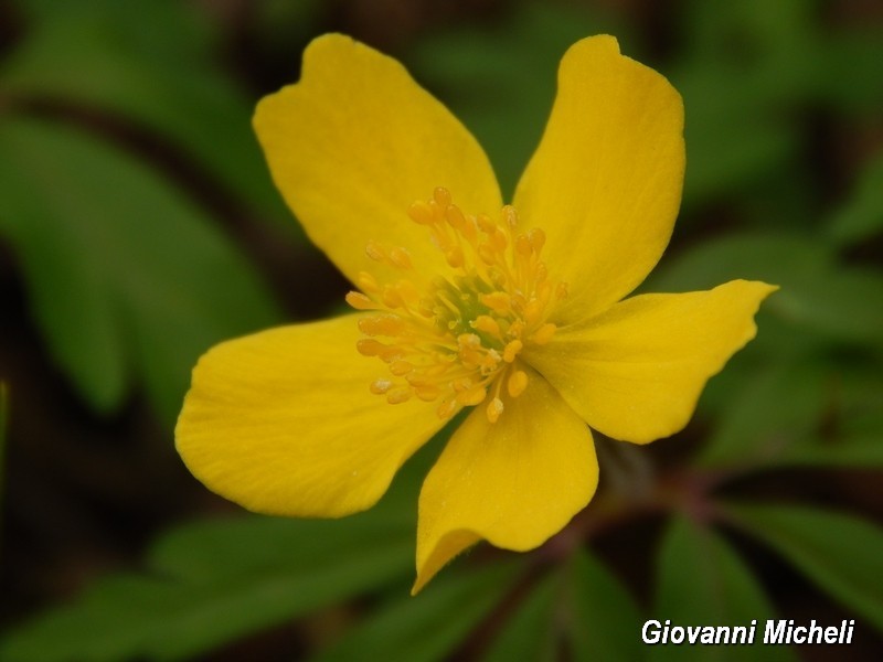 Anemonoides ranunculoides